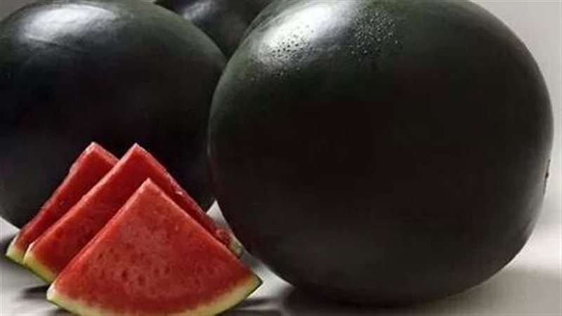 البطيخ الأسود 