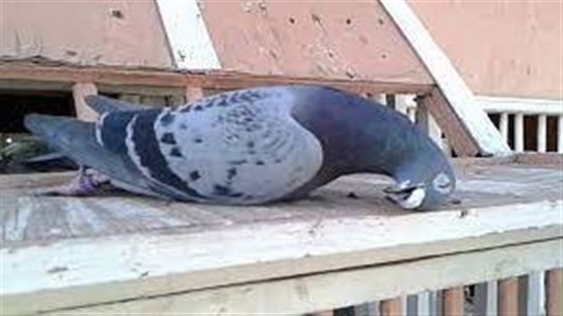 تفسير رؤية الحمام
