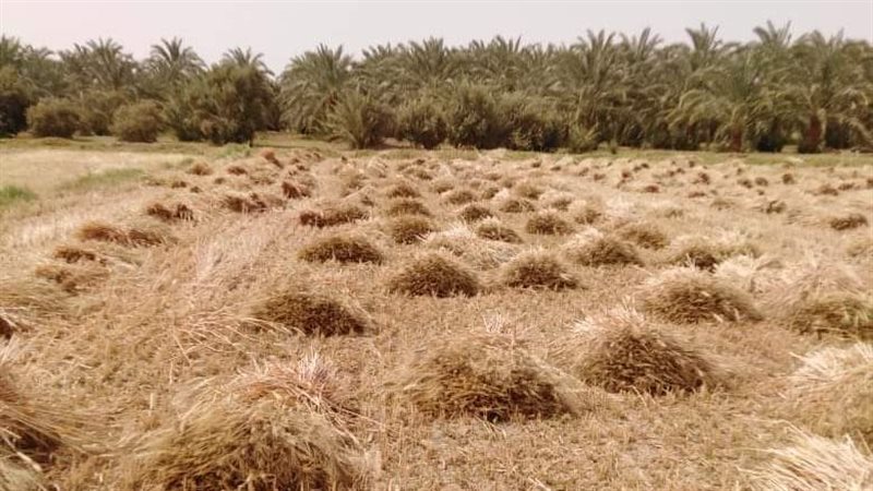 حصاد محصول القمح
