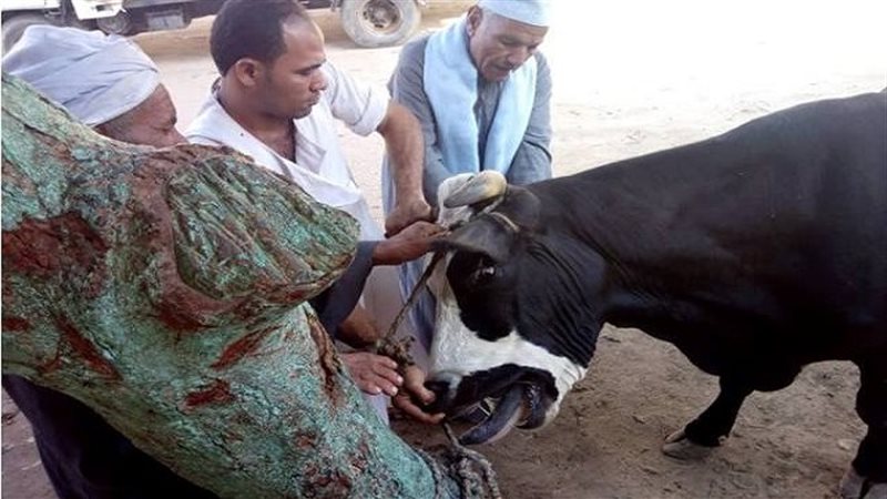 حملة بيطرية