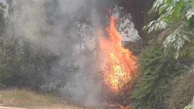 5 صور ترصد حريق حديقة الأورمان بالجيزة