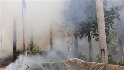 الزراعة: حريق الأورمان لم يمتد للنباتات النادرة