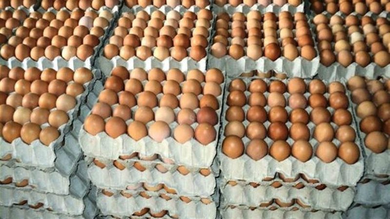اسعار البيض