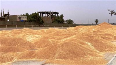 محافظ أسوان يوجه مديري التموين والزراعة بإنجاح موسم توريد القمح (صور)