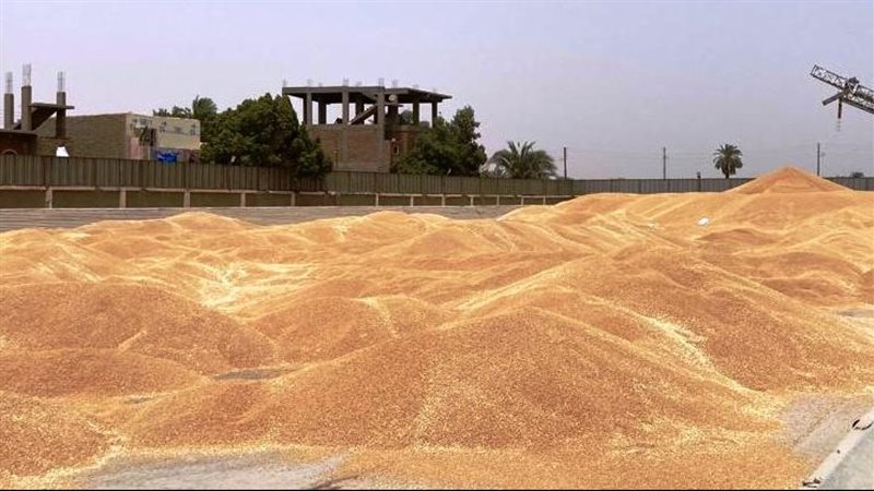 موسم القمح فى أسوان