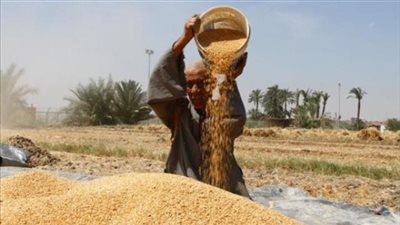 توريد 1033 طن قمح لشون وصوامع البحيرة