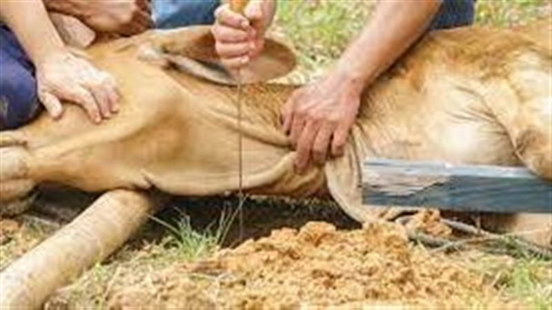 تفسير رؤية الذبح