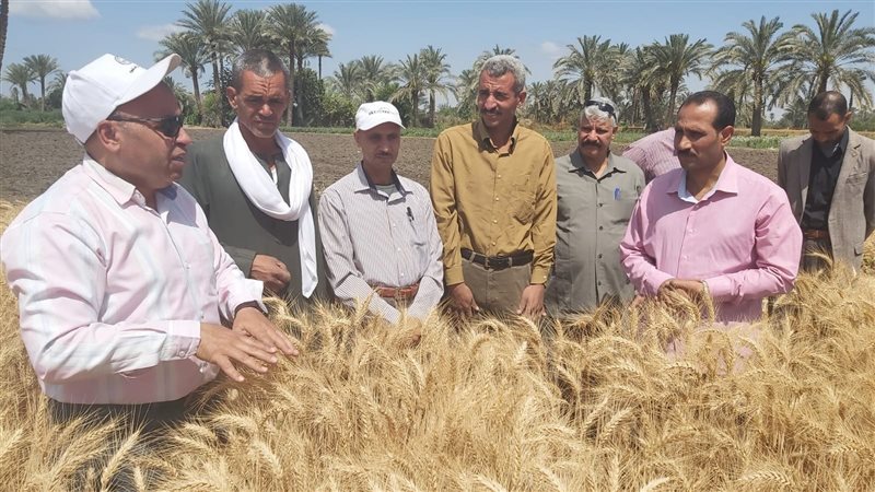 توريد القمح 