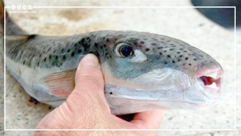 سمكة الأرنب 