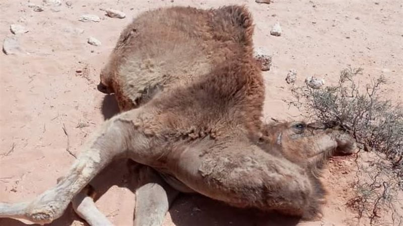 الجمال النافقة