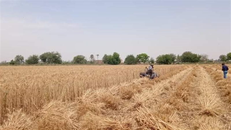 حصاد القمح