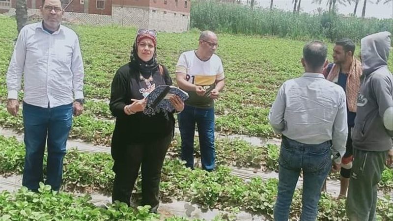 لجان من زراعة الإسماعيلية