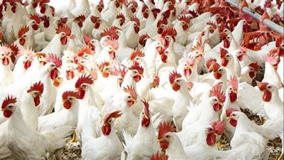 أسعار الدواجن البيضاء اليوم الإثنين 16-5-2022 بقنا