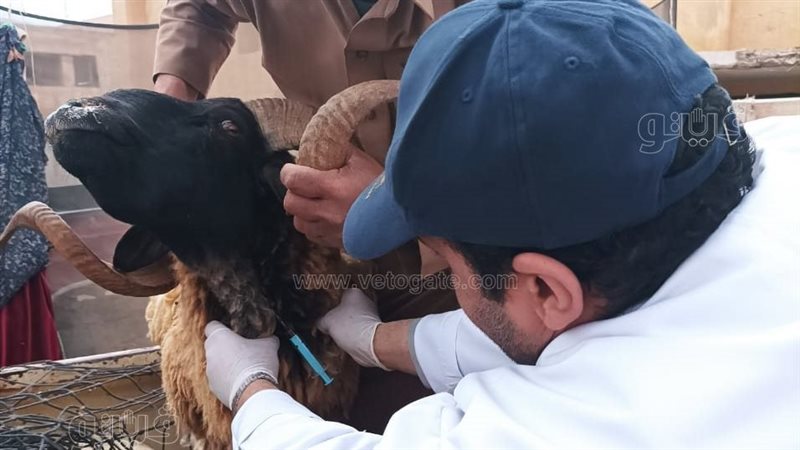 القوافل البيطرية