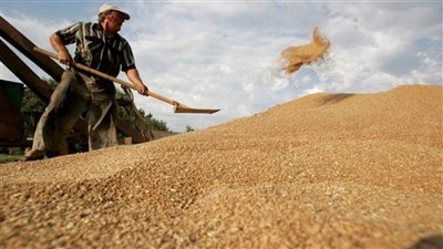 التموين: نستهدف استلام 450 آلف طن قمح من المزارعين في المنيا