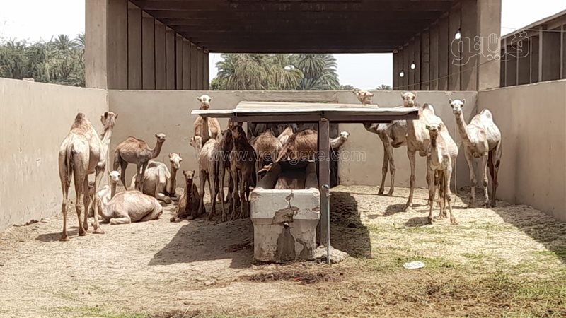 مزاد علنى فى الحجر