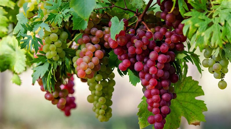 زراعات العنب