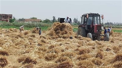 محافظة الإسكندرية: حصاد 25 ألف فدان من المساحات المنزرعة بالقمح 