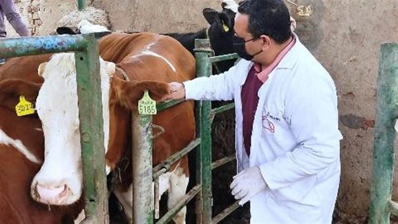 جانب من الحملات 