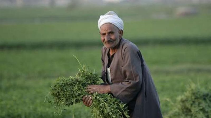 مزارع في أحد الحقول
