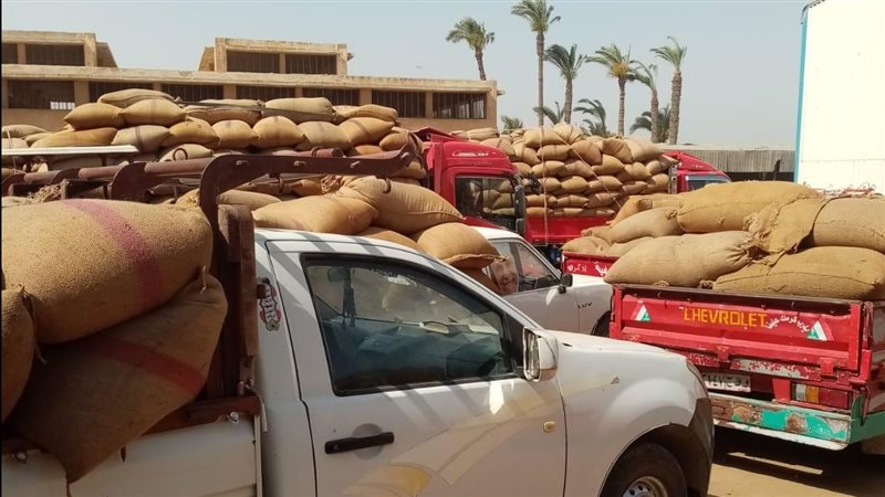 توريد القمح ببني