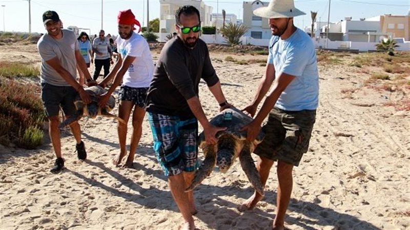 لحظة إعادة السلاحف