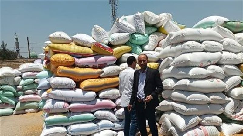 القمح في الشرقية