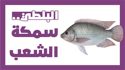 البلطي..سمكة الشعب| إنفوجراف