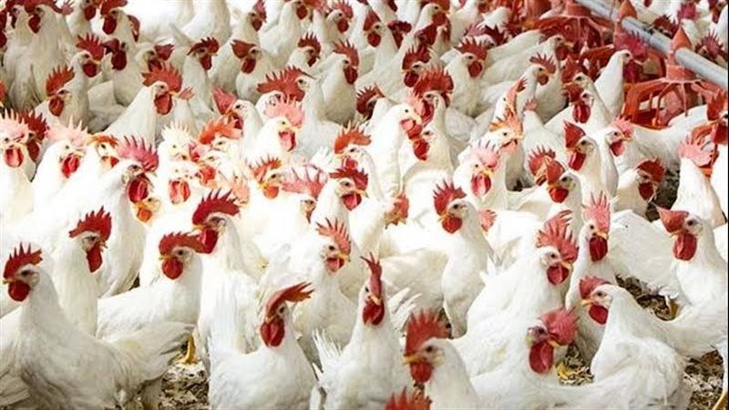اسعار الدواجن فى