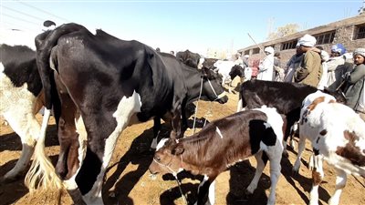 نفوق 95 رأس ماشية في حريق بعشش الغيطاني ببني سويف