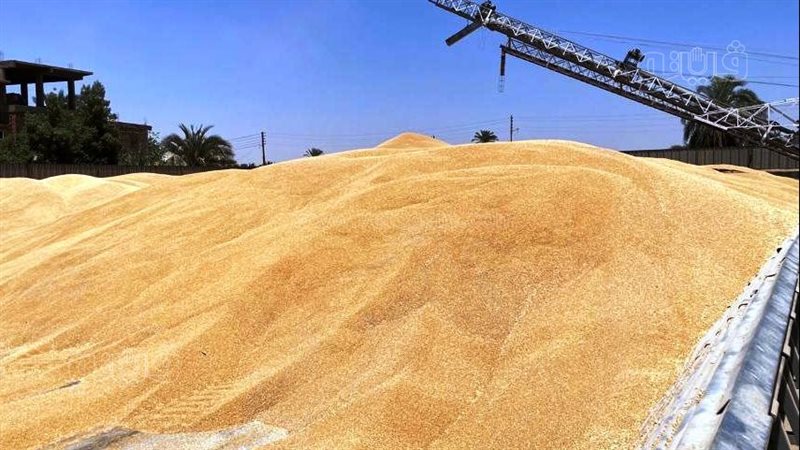 القمح فى اسوان 
