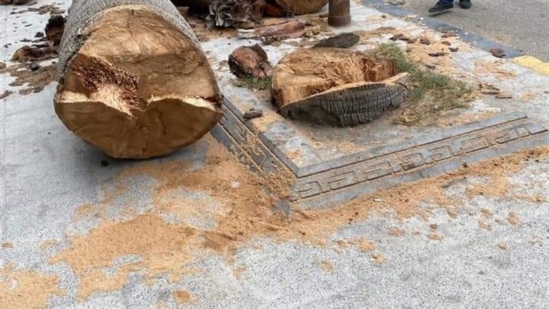 حملات لقطع الأشجار