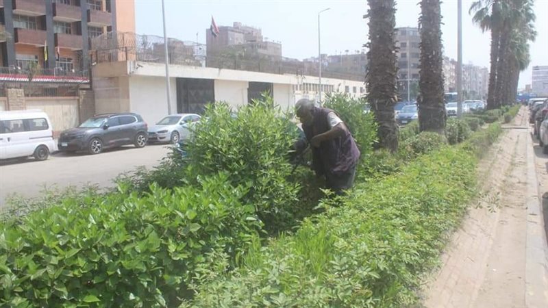 تقليم الأشجار في