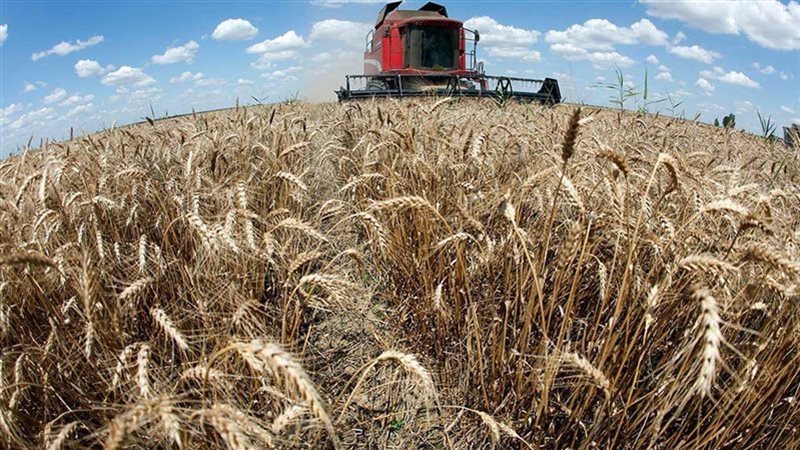 القمح