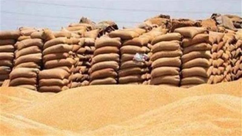 توريد القمح 