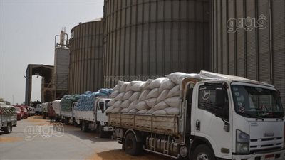 بنسبة 83.8 % من المستهدف.. توريد 193 ألف طن قمح للشون والصوامع ببني سويف