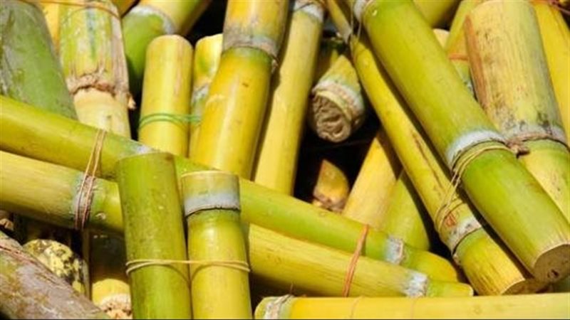 تفسير رؤية القصب