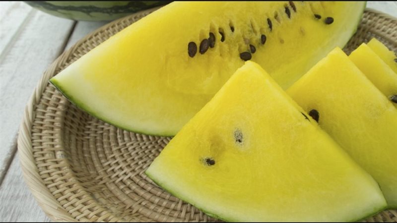 البطيخ الأصفر 