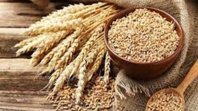 تفسير رؤية الشعير