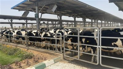 يضم 111 ألف رأس ماشية.. مجمع الإنتاج الحيواني بالسادات مستقبل مصر في الأمن الغذائي