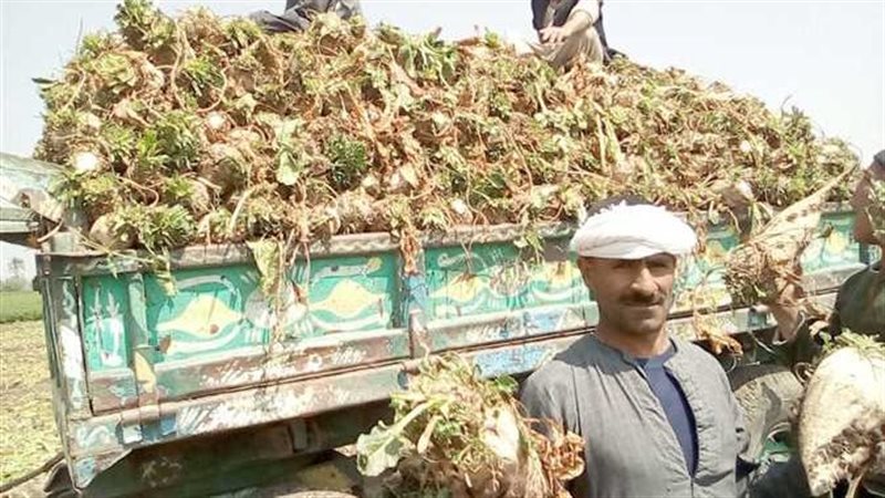 حصاد البنجر - صورة