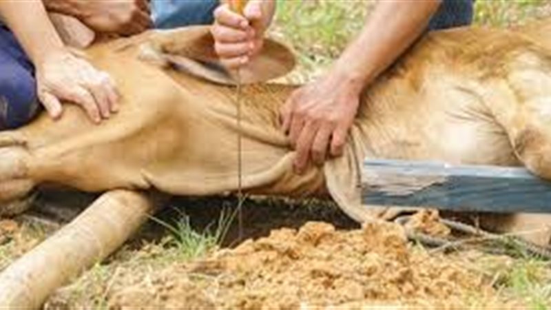 تفسير رؤية ذبح الأضحية
