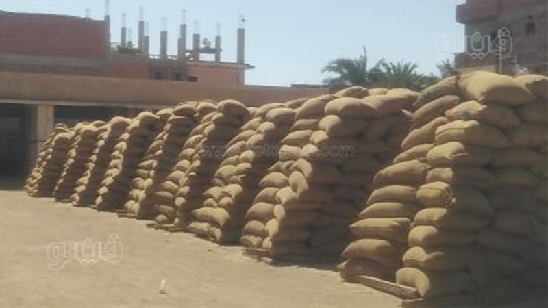 توريدات القمح ببني