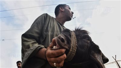 جولة داخل سوق المواشي.. اعرف إزاي تشتري الأضحية والأسعار | فيديو وصور