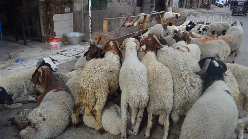 الاضاحى 