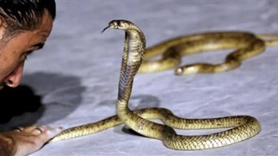 رعب في سيرك مطروح.. إصابة مدربين لدغهما ثعبان كوبرا أمام الجمهور