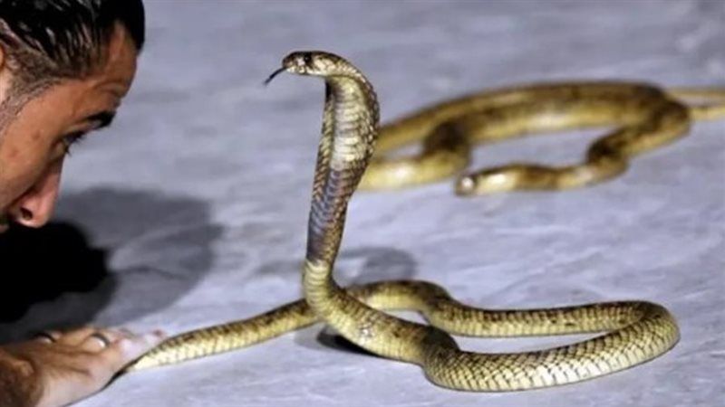 كوبرا
