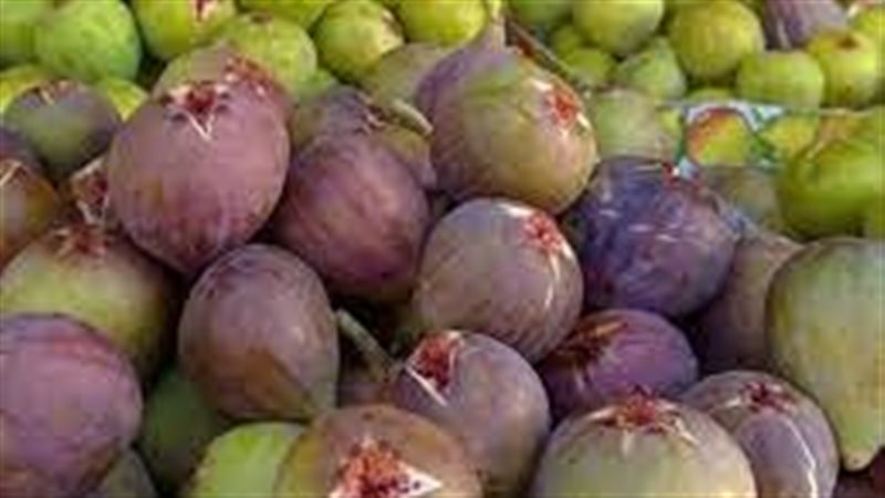 تفسير حلم التين في