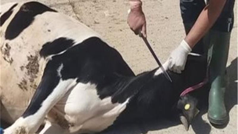  الذبح خارج المجازر