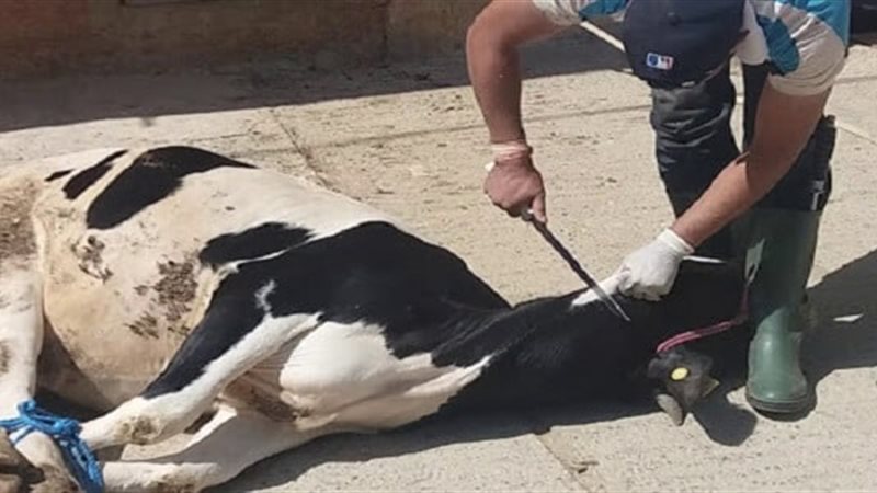  تفسير رؤية ذبح البقرة